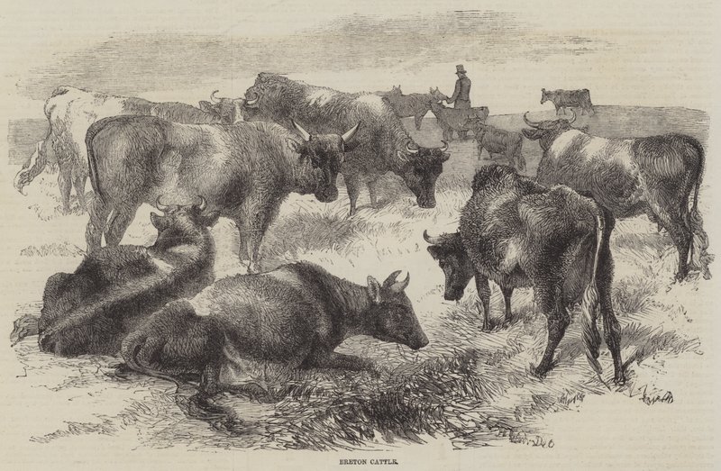 Bydło bretońskie autorstwa Harrison William Weir