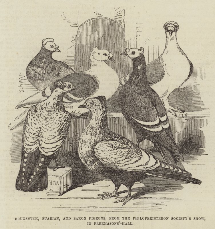 Brunswick, Suabian i Saxon Pigeons, z pokazu Philoperisteron Society, w Freemasons