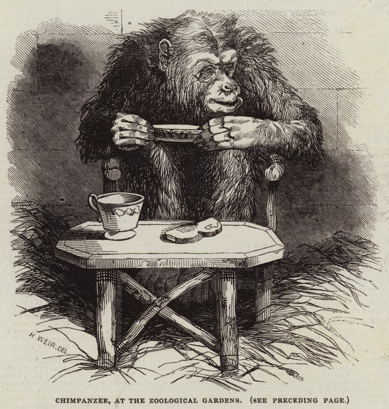 Szympans, w Ogrodzie Zoologicznym autorstwa Harrison William Weir