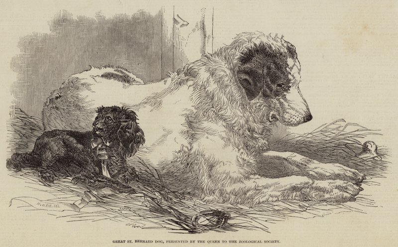 Wielki pies bernardyn, podarowany przez królową Towarzystwu Zoologicznemu autorstwa Harrison William Weir