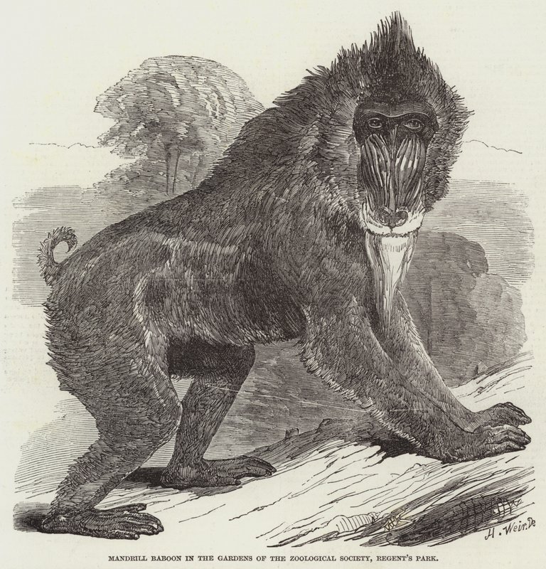 Mandrill Baboon w ogrodach Towarzystwa Zoologicznego, Regent