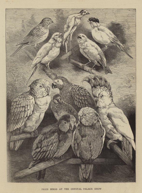 Nagroda Birds na Crystal Palace Show autorstwa Harrison William Weir
