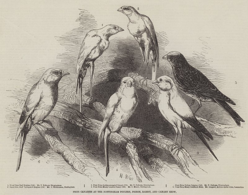 Nagrody Kanarki na Nottingham Poultry, Pigeon, Rabbit and Canary Show autorstwa Harrison William Weir