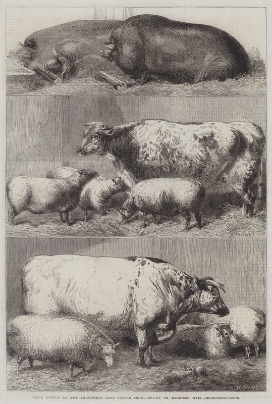 Bydło nagradzane na wystawie bydła Klubu Smithfield autorstwa Harrison William Weir