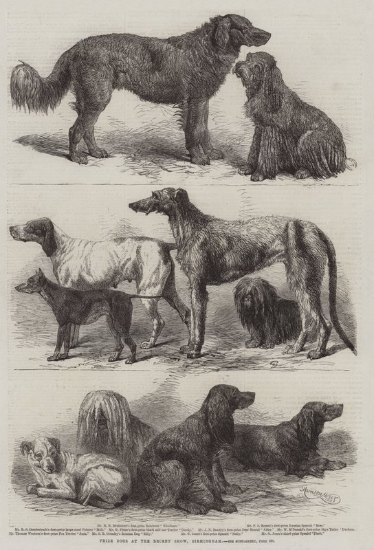 Nagroda Psów na Ostatniej Wystawie w Birmingham autorstwa Harrison William Weir