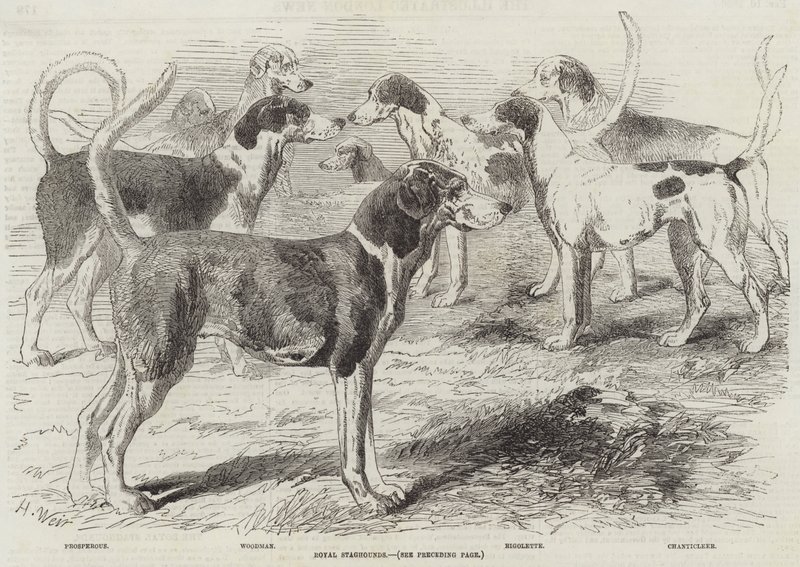 jelenie królewskie autorstwa Harrison William Weir