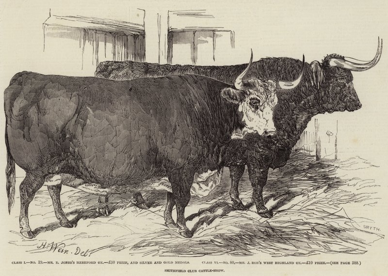 Wystawa bydła w klubie Smithfield autorstwa Harrison William Weir