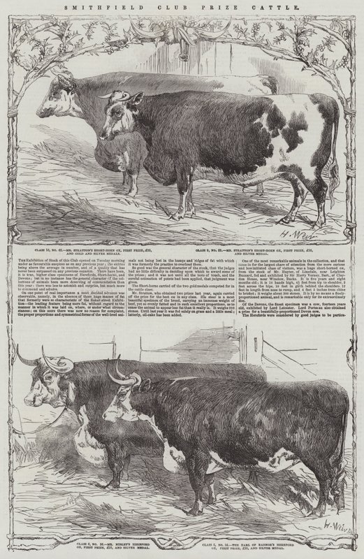 Nagroda Klubu Smithfield Bydło autorstwa Harrison William Weir