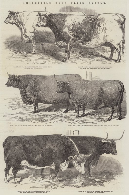Nagroda Klubu Smithfield Bydło autorstwa Harrison William Weir