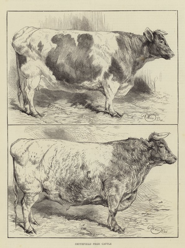 Bydło Nagroda Smithfield autorstwa Harrison William Weir