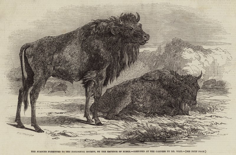 Tury podarowane Towarzystwu Zoologicznemu przez cesarza Rosji autorstwa Harrison William Weir