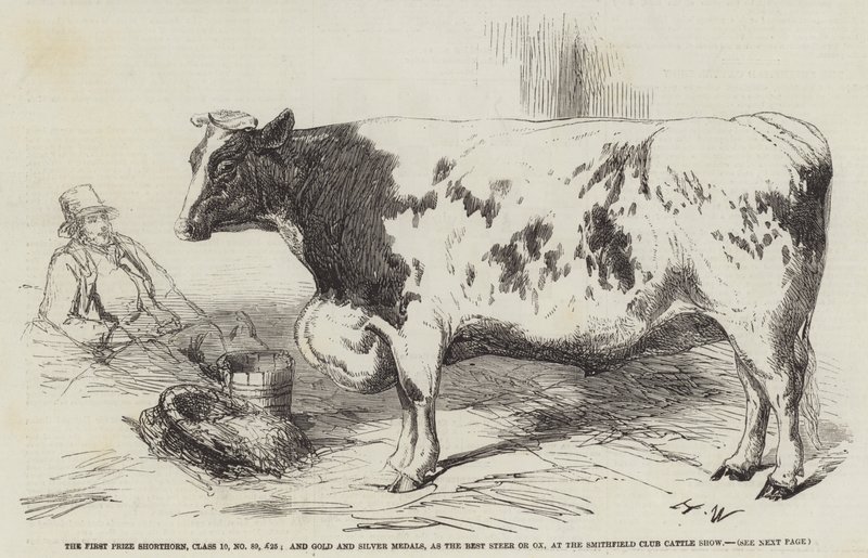 The First Prize Shorthorn, klasa 10, nr 89, 25 funtów; oraz Złoty i Srebrny Medal, jako Najlepszy Wół lub Wół, na Smithfield Club Cattle Show autorstwa Harrison William Weir