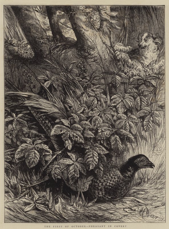 1 października Bażant pod osłoną autorstwa Harrison William Weir