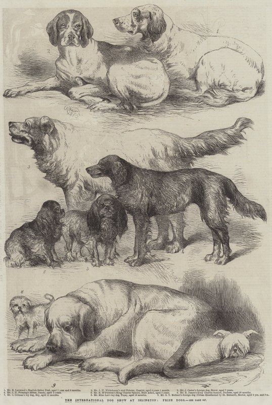Międzynarodowa Wystawa Psów w Islington, Prize Dogs autorstwa Harrison William Weir