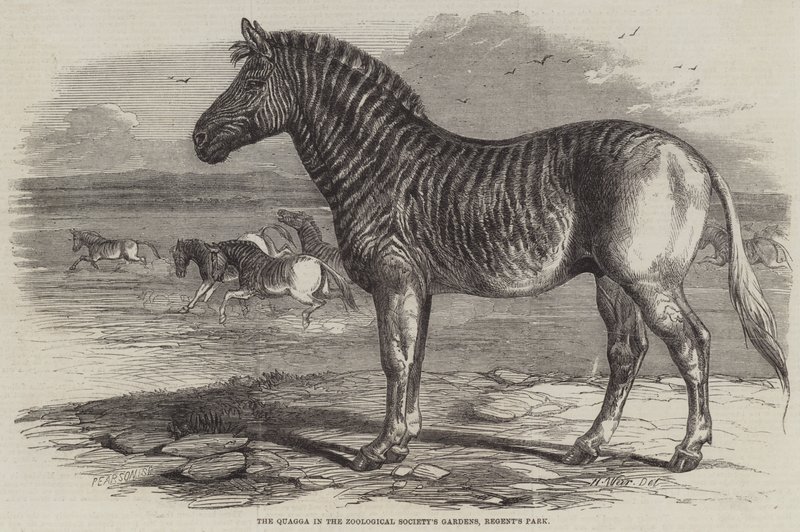 Quagga w ogrodach Towarzystwa Zoologicznego, Regent