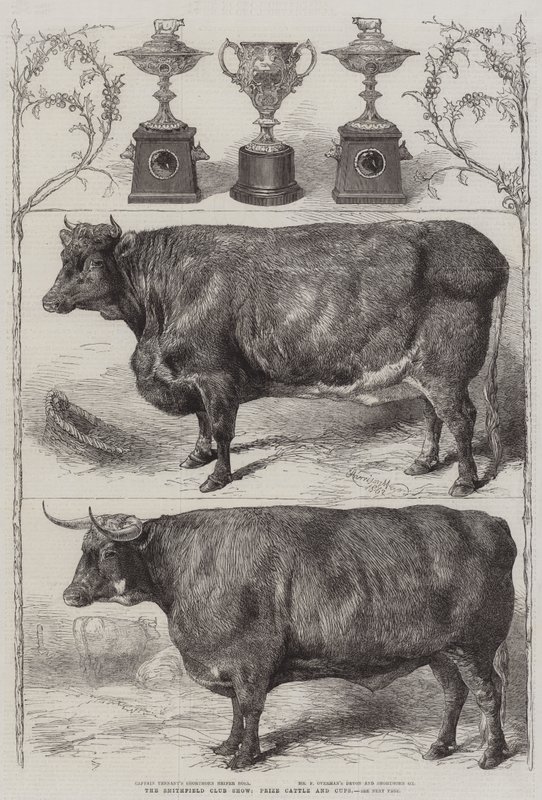 The Smithfield Club Cattle Show, Nagroda za bydło i puchary autorstwa Harrison William Weir