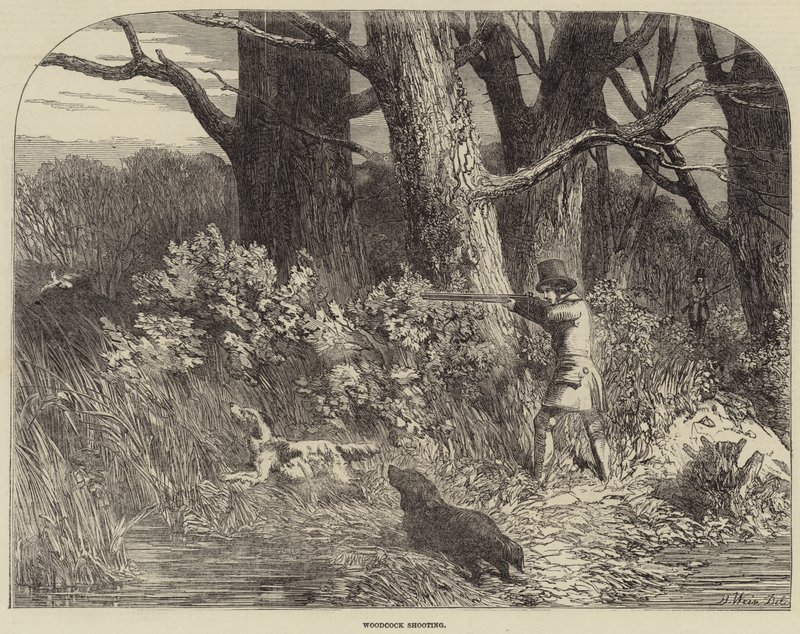 Strzelanie do słonek autorstwa Harrison William Weir