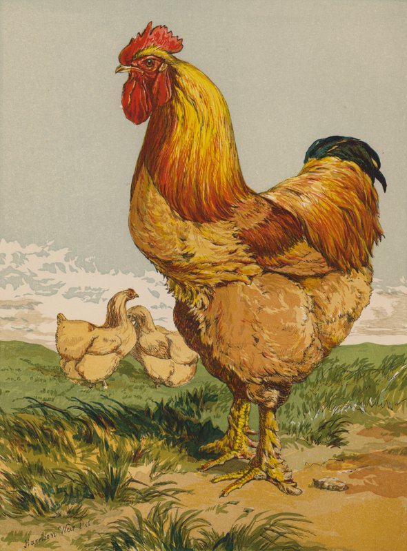 Buff Cochin Cock (chromolitho) autorstwa Harrison William Weir