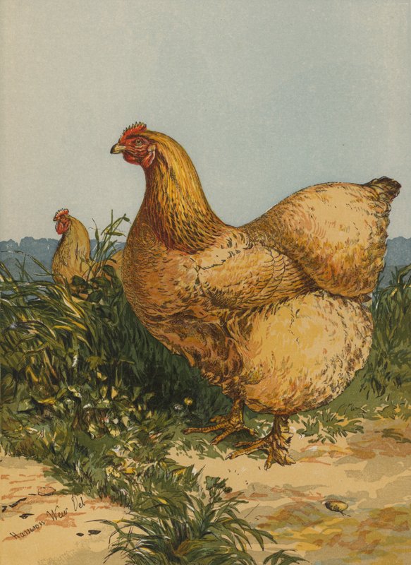 Buff Cochin Kura (chromolitho) autorstwa Harrison William Weir
