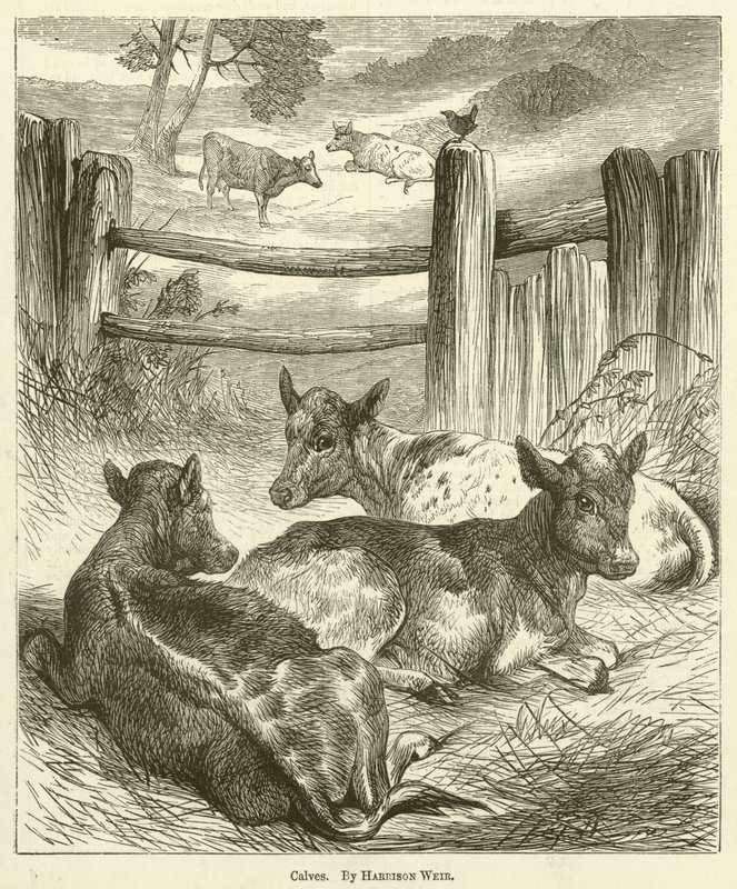 cielęta autorstwa Harrison William Weir