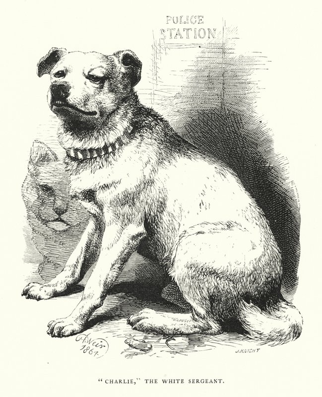 „Charlie”, biały sierżant (rycina) autorstwa Harrison William Weir