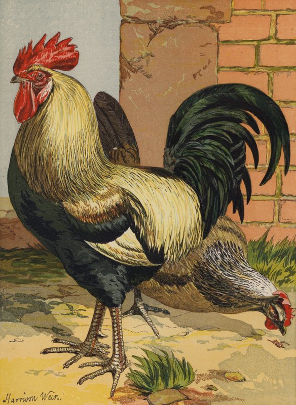 Kolorowe Dorkingi (chromolitho) autorstwa Harrison William Weir