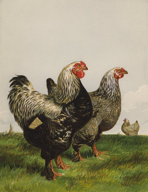 Ciemni brahmy (chromolitho) autorstwa Harrison William Weir