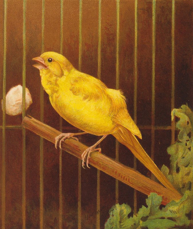 Dickie Bird (kolorowa litografia) autorstwa Harrison William Weir