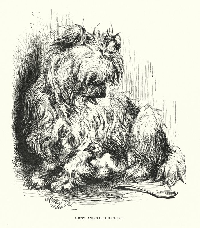 Cygan i kurczak (grawerunek) autorstwa Harrison William Weir