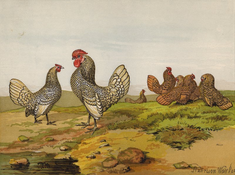 Złote i srebrne sznurowane bantamy (chromolitho) autorstwa Harrison William Weir