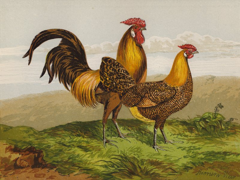 Hamburgery ze złotymi ołówkami (chromolitho) autorstwa Harrison William Weir