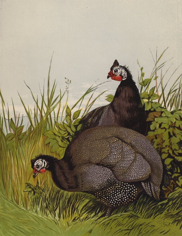 Perliczki (chromolitho) autorstwa Harrison William Weir