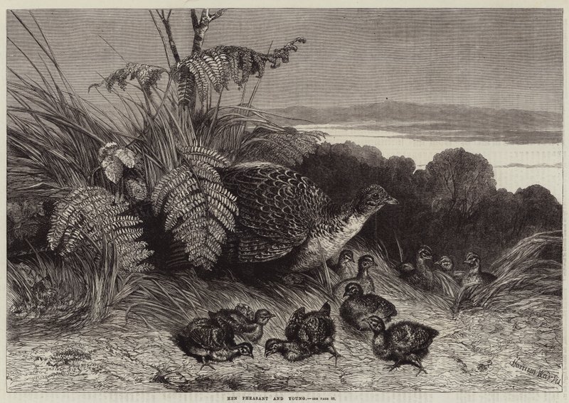 Bażant kura i młody autorstwa Harrison William Weir