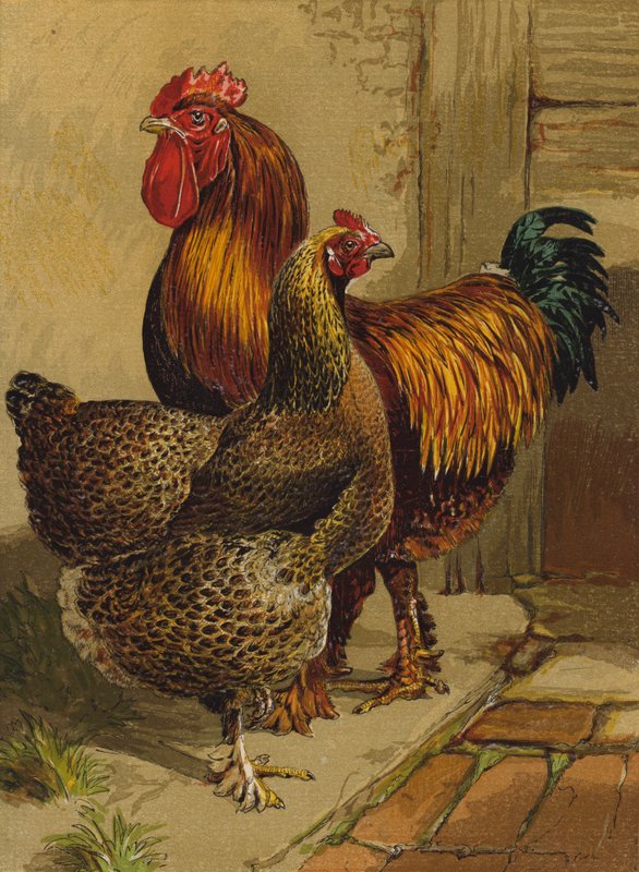Kocziny kuropatwy (chromolitho) autorstwa Harrison William Weir