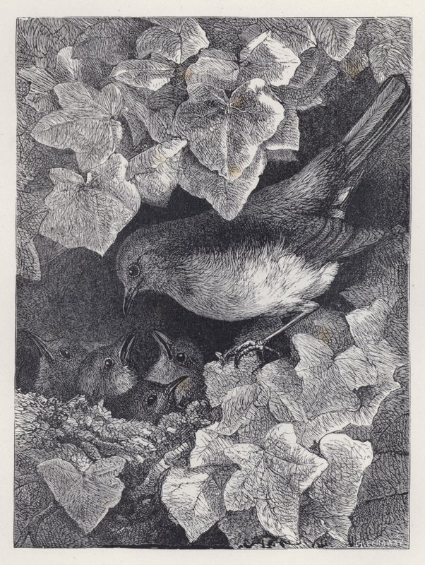 Robin wykładany przez swojego ojca (grafika) autorstwa Harrison William Weir