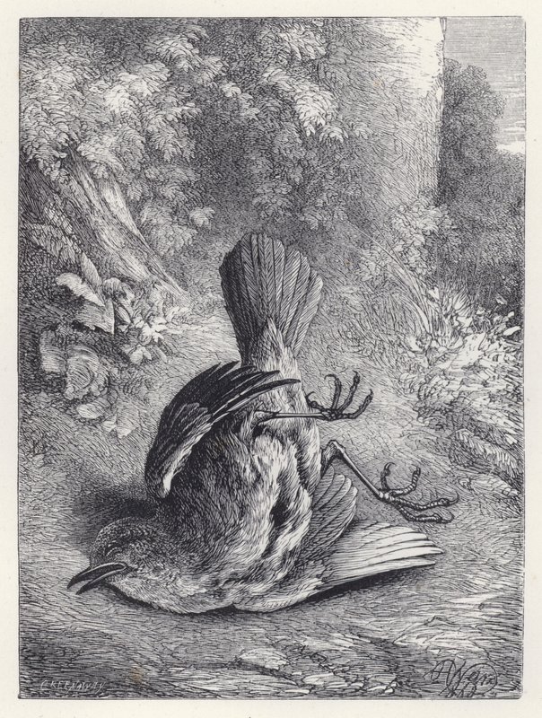 Robin oszołomiony upadkiem (rycina) autorstwa Harrison William Weir