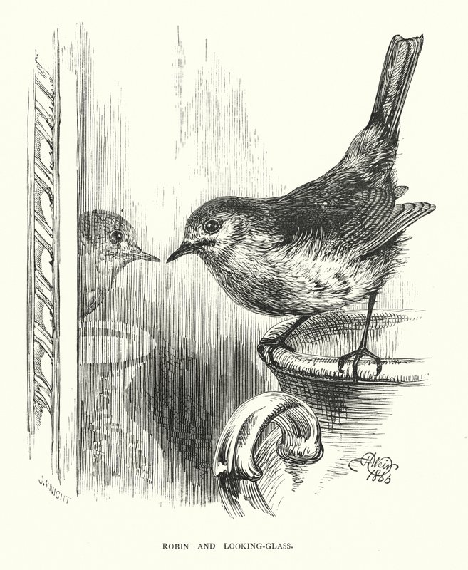 Rudzik i zwierciadło (grafika) autorstwa Harrison William Weir