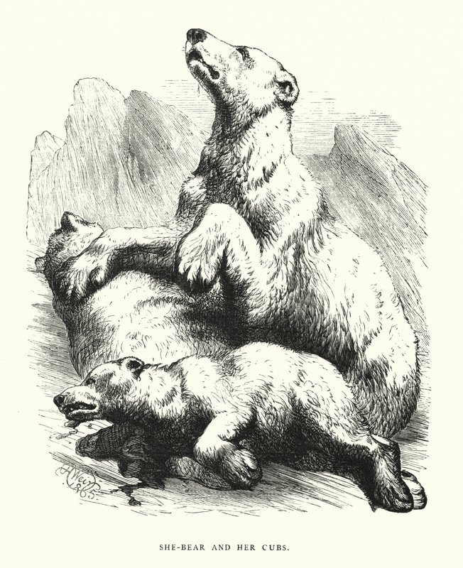 Niedźwiedzica i jej młode (grafika) autorstwa Harrison William Weir