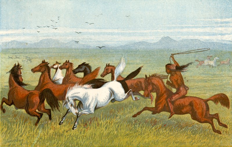 Koń - „Pierwsze” autorstwa Harrison William Weir
