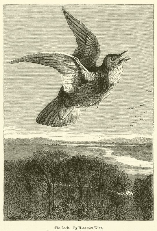 Skowronek autorstwa Harrison William Weir