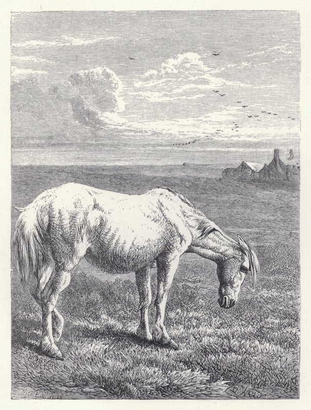 Stary koń (rycina) autorstwa Harrison William Weir