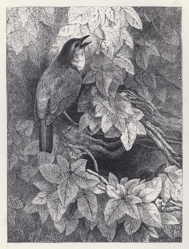Gniazdo rudzików (rycina) autorstwa Harrison William Weir