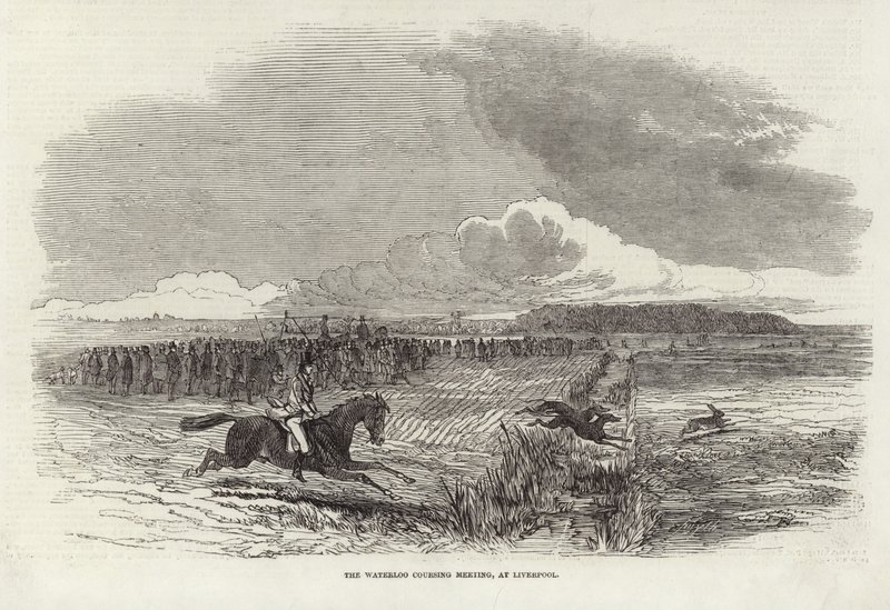 Spotkanie Waterloo Coursing Meeting autorstwa Harrison William Weir