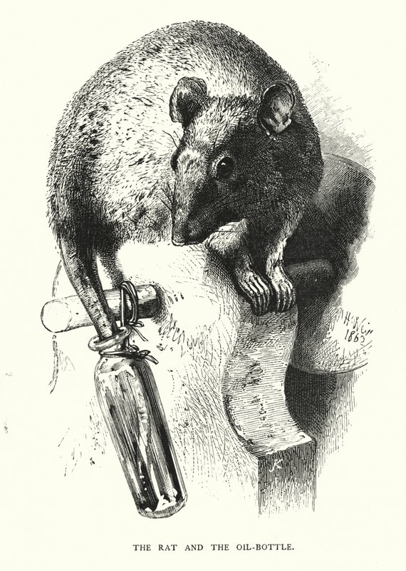 Szczur i butelka oleju (grawerunek) autorstwa Harrison William Weir