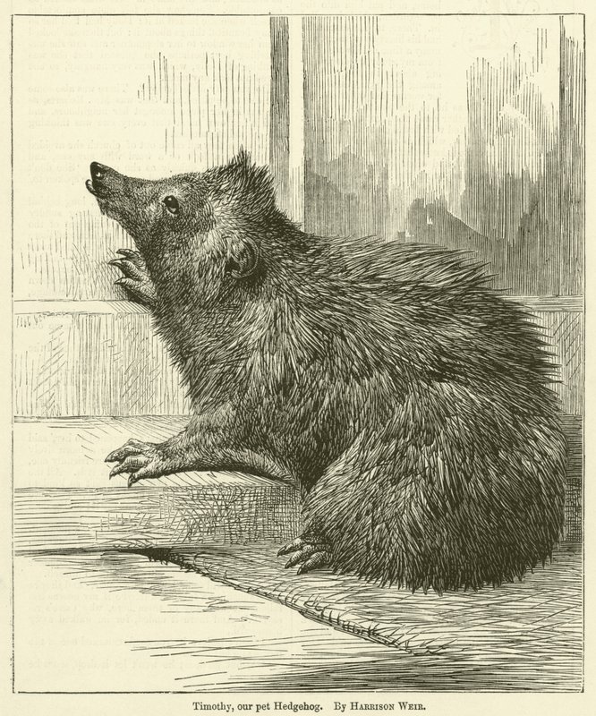 Tymoteusz, nasz zwierzak Jeż autorstwa Harrison William Weir