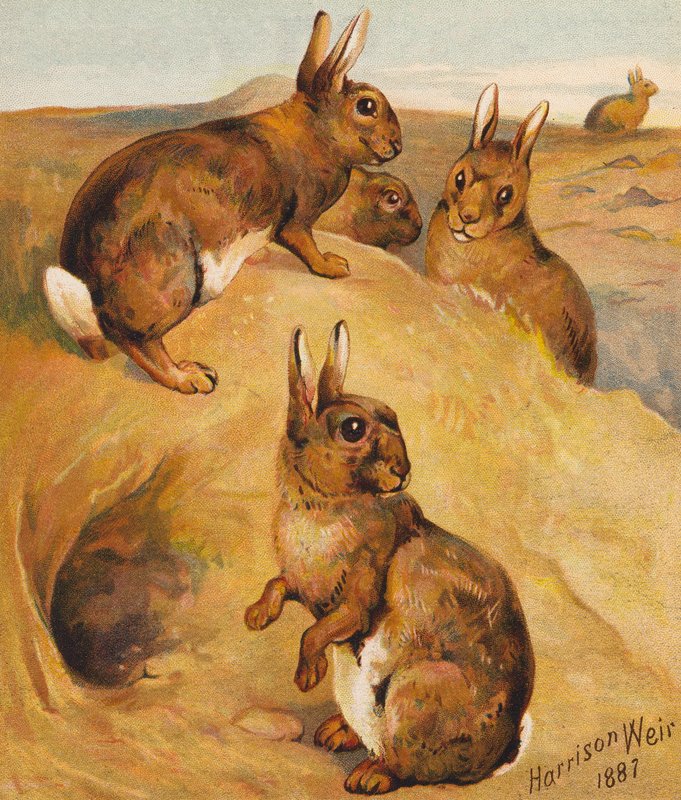 Dzikie króliki (kolorowa litografia) autorstwa Harrison William Weir