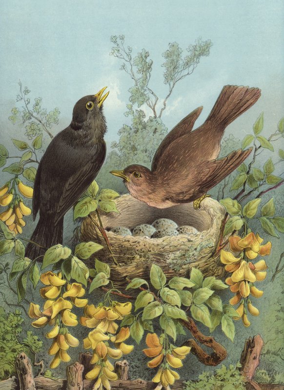 Kos (chromolitho) autorstwa Hector Giacomelli