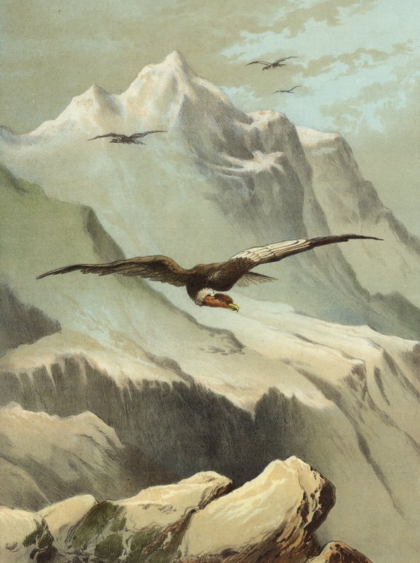 Kondor (chromolitho) autorstwa Hector Giacomelli