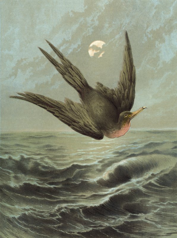 Fregata Ptak (chromolitho) autorstwa Hector Giacomelli