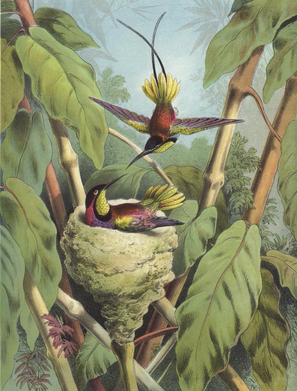 Koliber (chromolitho) autorstwa Hector Giacomelli